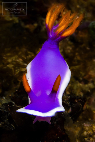 2013 - PHILIPPINES - Malapascua
Nudibranche
60MM_F18-1/100S 2013 - PHILIPPINES - Malapascua
Nudibranche
60MM_F18-1/100S